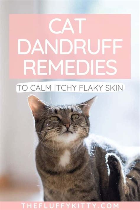 Cat Dandruff Remedies To Soothe Your Cats Flaky Skin Fluffy Kitty