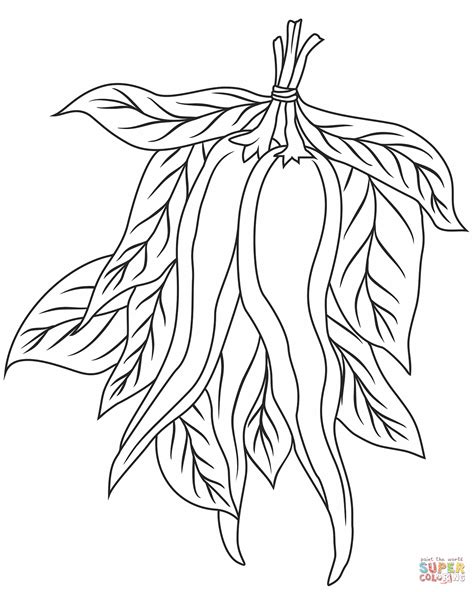 Chili Pepper Coloring Page Coloring Pages My XXX Hot Girl