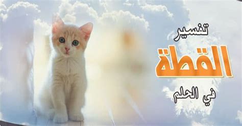 إذا رأت الفتاة العزباء في المنام أن شخص أمامها يبلغها أن رئيس الدولة داخل منزلها فهذا يعنى أنها سوف تتزوج بشخص تقي. رؤية قطط في المنام , تفسير الحلم بالحيوانات الاليفة - غرور ...