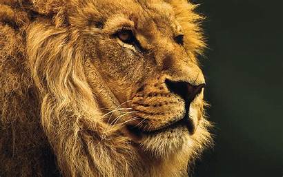 Lion 4k Geographic National Animal Nature Dark