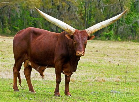 Ankole Watusi Cattle Photograph By Millard H Sharp Pixels