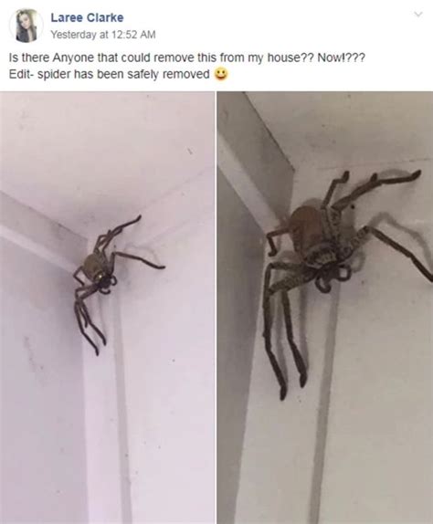 Terrified Woman Returns Home To Find Massive Huntsman Spider Lurking In Home World News