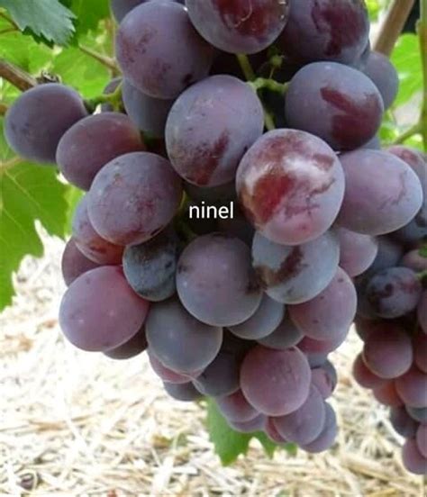 Check spelling or type a new query. Terbaru 25+ Gambar Buah Anggur - Gani Gambar
