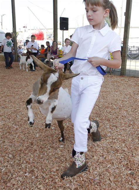 Fair Fun Goats On Parade The Columbian