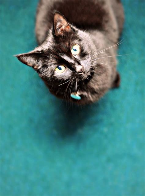 Turquoise Pretty Cats Cat Pics Kitty