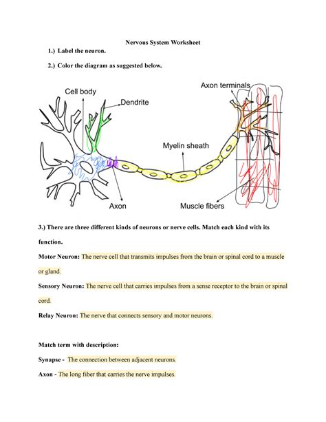 Nervous System Worksheet Nervous System Worksheet 1 Label The Neuron 2 Color The Diagram
