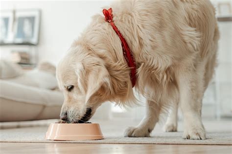 Premium Photo Portrait Of Golden Retriever Dog Eating Healthy Dry