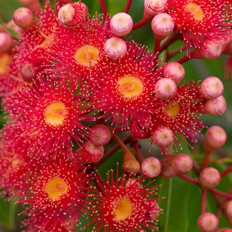 Check spelling or type a new query. Red Flowering Gum seeds | The Seed Collection