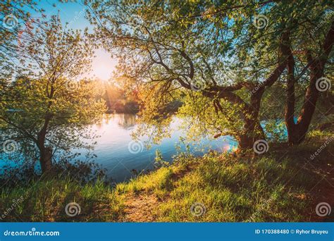 Sun Shining Through Branch And Foliage Of Tree Near River Or Lake At