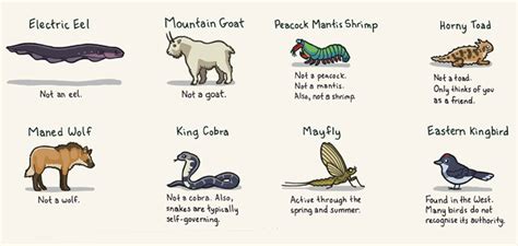 Animals Research: Animal Names