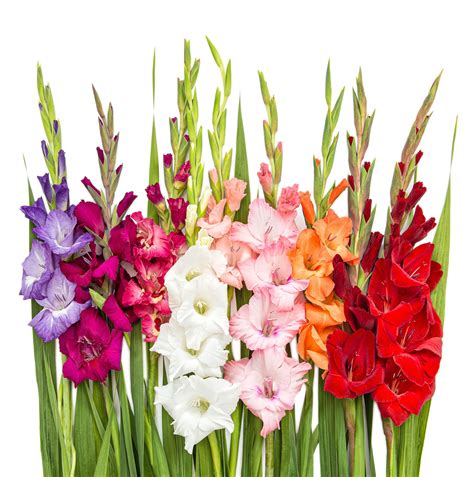 How To Plant Gladiolus Bulbs For Beautiful Summer Blooms 2022