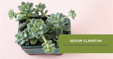 Photographs of succulent and cactus flowers, on line source of succulents grown with love and sedum brevifolium v. Sedum clavatum | Succulents and Sunshine | Succulents ...
