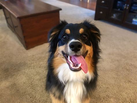 Expect to pay less for a puppy without papers, however, we do not recommend buying a puppy. Training an Australian Shepherd Puppy to Stop Jumping on ...