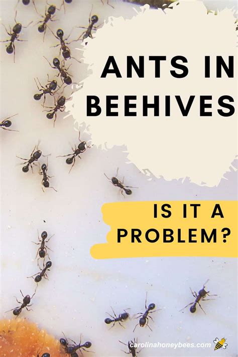 how to keep ants out of beehives carolina honeybees