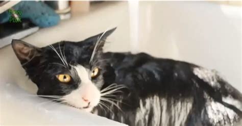 Welcome to the top 50! Compilation of Cats Who Don't Seem To Mind Taking Baths