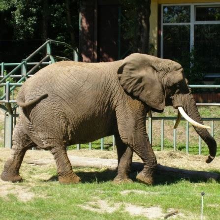 Idealne miejsce na rodzinne spacery, zarówno dla niemowlaków, kilkulatków jak i trochę. Zwierzęta w Ogrodzie Zoologicznym w Chorzowie