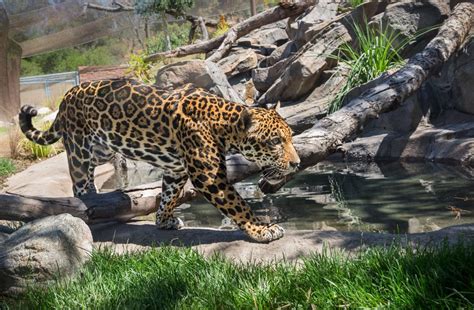 Females avoided even areas with low levels of human activity, whereas males appeared less disturbed by human population density. New jaguar habitat opens at the Los Angeles Zoo - MyNewsLA.com