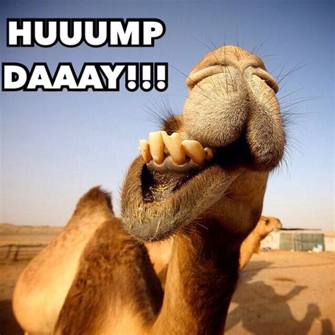 At memesmonkey.com find thousands of memes categorized into thousands of categories. Hump day Wednesday #humpday #wednesday | Funny haha ...