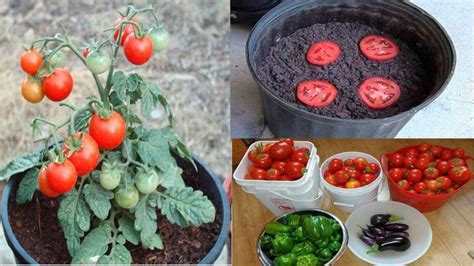 Comment faire pousser beaucoup de tomates avec seulement 4 tranches et