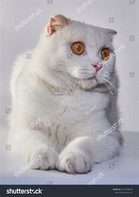 Cute White British Shorthair Cat Folded Stock Photo 1375208936