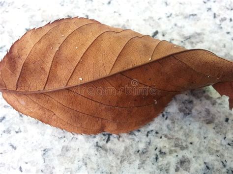 Dried Dark Brown Leaf Isolated Stock Image Image Of Outdoor Lovely