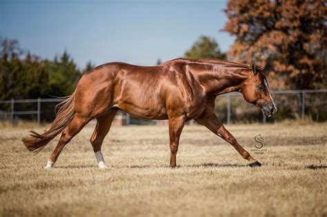 Canter Quarter Horse Reining Horses Horses