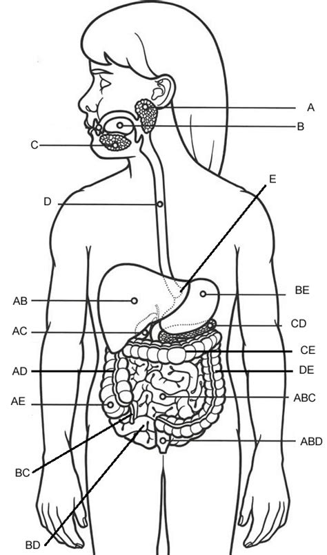 Placement of different organs like lungs, stomach, pancreas etc. 11 Best Images of Parts Of A Cow Worksheet - Digestive System Label Worksheet, Dog Brain Anatomy ...