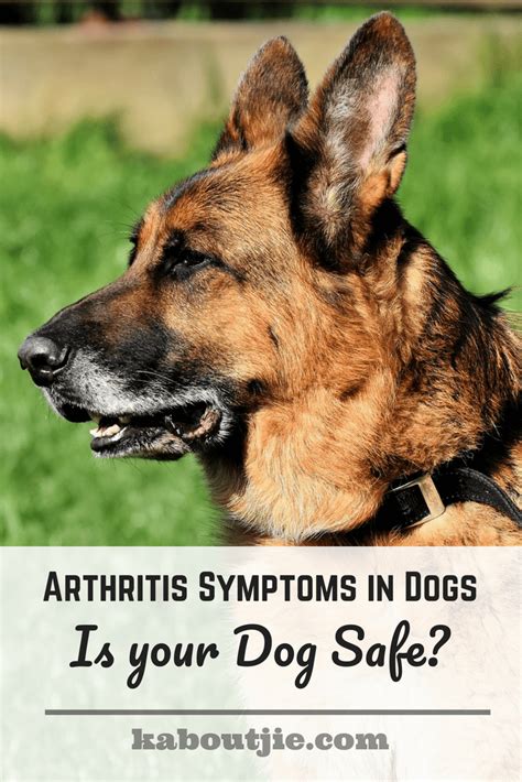 Arthritis Symptoms In Dogs Is Your Dog Safe