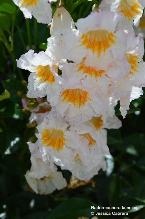 This can be corrected by spraying micronutrients on the foliage. Flowering Trees & Citrus Freund Flowering Trees Inc.