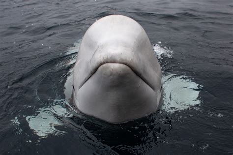 Beluga Whale Discovered Off Norwegian Coast May Have Been Trained By