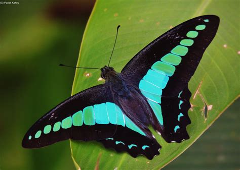 The Common Bluebottle Graphium Sarpedon Or Blue Triangle In
