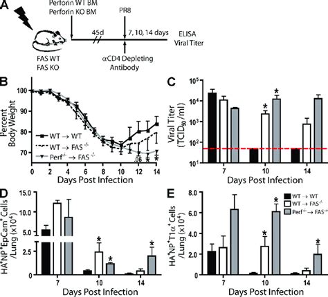 The Impact Of Fas And Perforin Deficiency On Cd T Cellmediated Viral