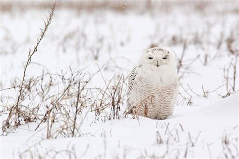 Burung hantu salju (snowy owl; 6 Hewan Asal Hokkaido Ini Pandai Bersembunyi di Antara ...