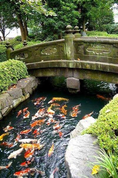 Order today with free shipping. Goldfish pond | Japanese garden, Koi pond, Koi