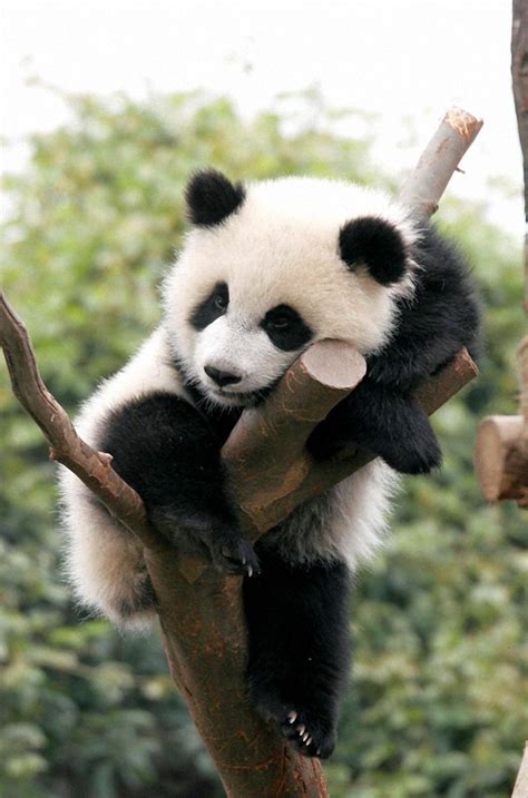 Cute Baby Panda Wallpapers 96 Wallpapers Hd Wallpapers Riset