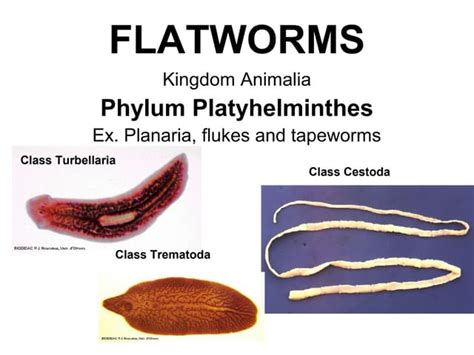 Phylum Platyhelminthes Ppt