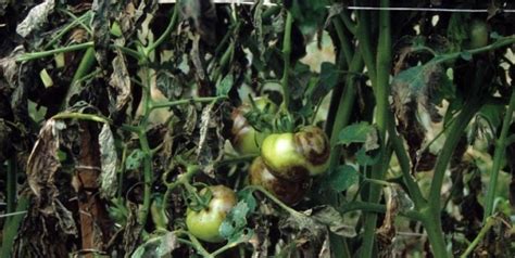 Tomato diseases are caused by bacteria, fungi, and viruses. Tomato Diseases | Piedmont Master Gardeners
