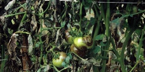 Wilt diseases are caused by pathogens that invade the vascular system (xylem tissue) and disrupt water flow through the plant. Tomato Diseases | Piedmont Master Gardeners