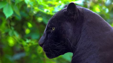 Facts About Black Panthers The Animal Some Interesting Facts