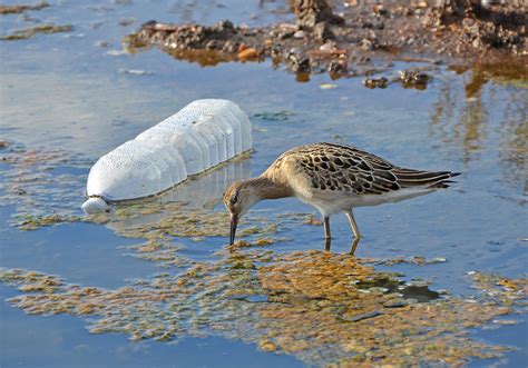 Effects Of Water Pollution Lovetoknow