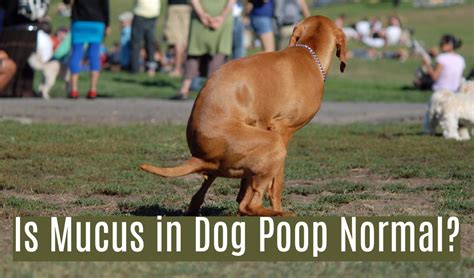 15 Causes Of Mucus In Dogs Stool Pethelpful