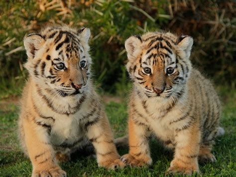 We hope to use it positively and create content that addresses our social context and transports o. Feed Baby Tigers, Elephants, and Pandas on These ...
