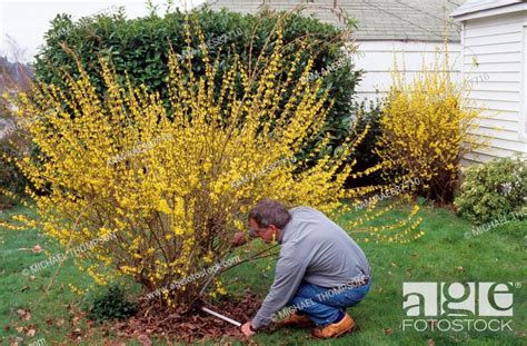 Pruning Forsythia In Garden Stock Photo Picture And Rights Managed