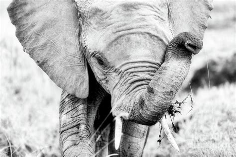 Elephant Portrait In Black And White Photograph By Jane Rix Fine Art