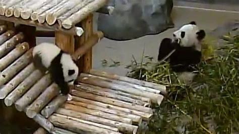 Watch 60 Seconds Of Cute Panda Cubs Tumbling Around Bbc Newsround