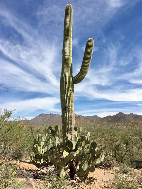 Pin By Tammy Harris On Wild West Adventures Cactus Plants Plants
