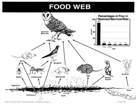 A food chain shows the dependency of organisms on other organisms as a source of food. Food Chains & Food Webs - Mrs. Fuller's Classroom