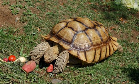 File:Geochelone sulcata -Oakland Zoo -feeding-8a.jpg - Wikipedia