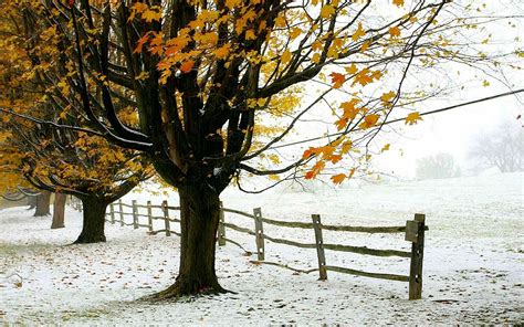 Winter Trees Foliage The First Snow Fence Autumn Wallpapers Hd