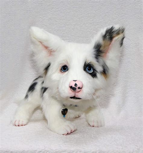 We are looking for prospective owners who can provide them. blue merle corgi puppy by Jelena K. - Bear Pile